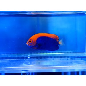 画像: アフリカンピグミーエンゼル03