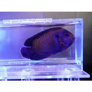 画像: メニースパインドエンゼル