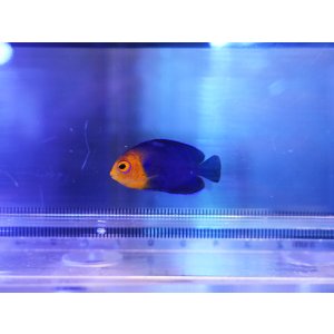 画像: チェルブピグミーエンゼル01