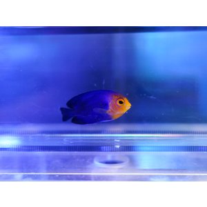 画像: チェルブピグミーエンゼル02