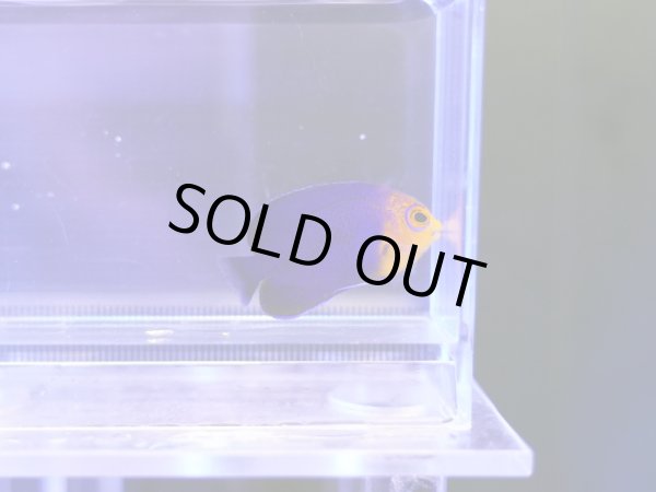 画像1: チェルブピグミーエンゼル03