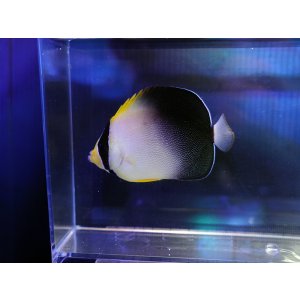 画像: チリメンヤッコ　ホワイトテール