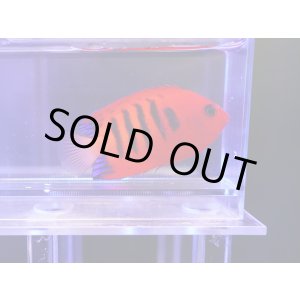 画像: クリスマスフレームエンゼル03