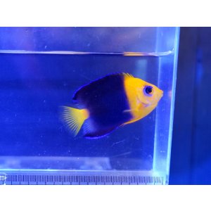 画像: 【6月限定特価】ココスピグミーエンゼルSM