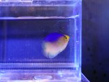 画像: コリンズピグミーエンゼル（カミハタブリード）