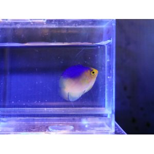 画像: コリンズピグミーエンゼル（カミハタブリード）
