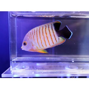 小型ヤッコ 海水魚ショップ ナチュラル