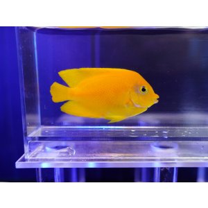 画像: ヘラルドヤッコ03