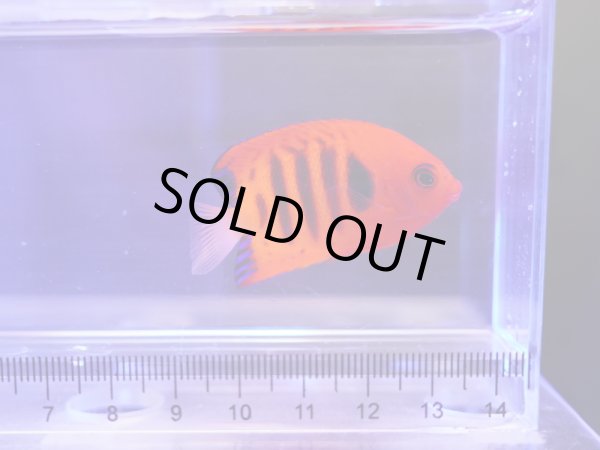 画像1: フレームエンゼル（マーシャル）01