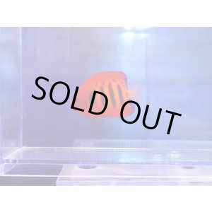 画像: フレームエンゼル（マーシャル）03