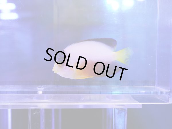 画像1: マルチカラーピグミーエンゼル