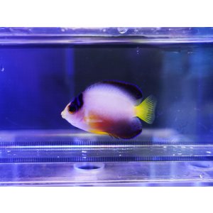 画像: マルチカラーピグミーエンゼル01