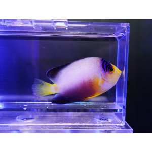 画像: マルチカラーピグミーエンゼル02