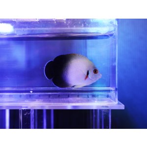 画像: ナメラヤッコ01