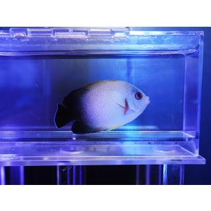 画像: ナメラヤッコ02