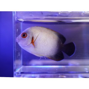 画像: ナメラヤッコ03