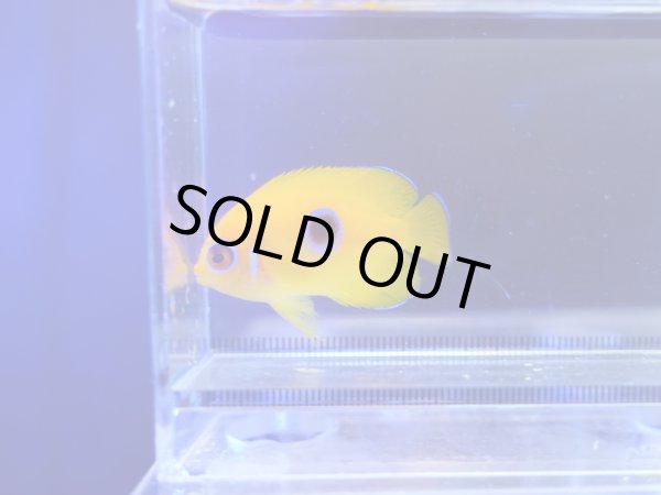 画像1: レモンピールエンゼル（クリスマス）幼魚斑付き