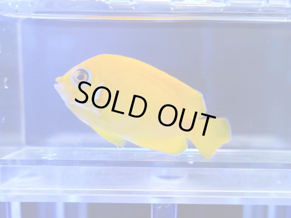 画像1: レモンピールエンゼル（フィジー）01