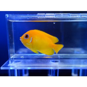 画像: レモンピールエンゼル（フィジー）02