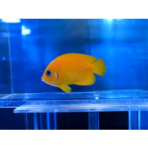 画像: レモンピールエンゼル（マーシャル）