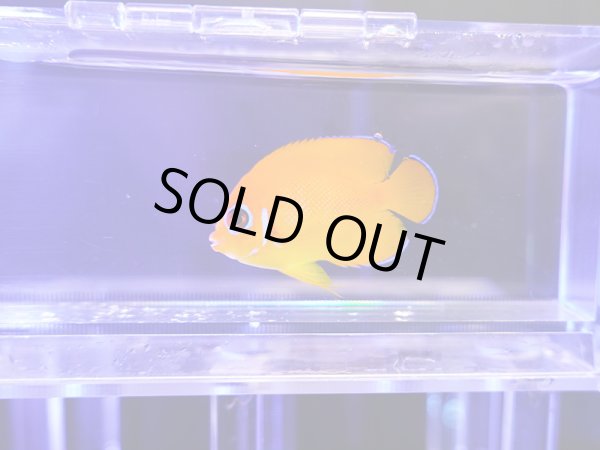 画像1: レモンピールエンゼル（マーシャル）01