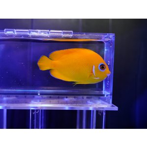画像: レモンピールエンゼル（マーシャル）02