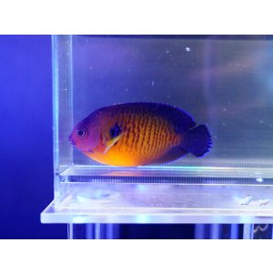 画像: ルリヤッコ（マニラ）01