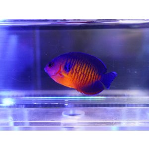 画像: ルリヤッコ（マニラ）02