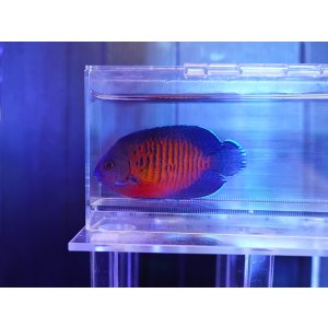 画像: ルリヤッコ（セブ）01