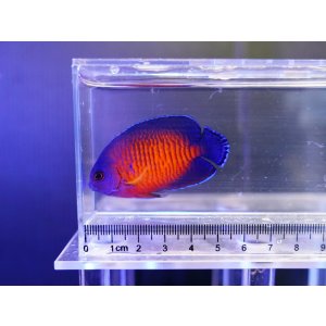 画像: ルリヤッコ（セブ）02