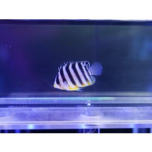 画像: シマヤッコ（カミハタブリード）01