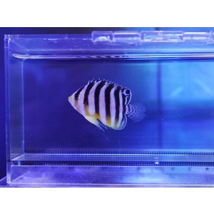 画像: シマヤッコ（カミハタブリード）02