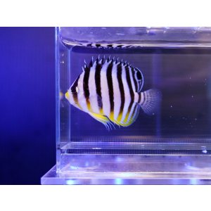 画像: シマヤッコ（マーシャル）