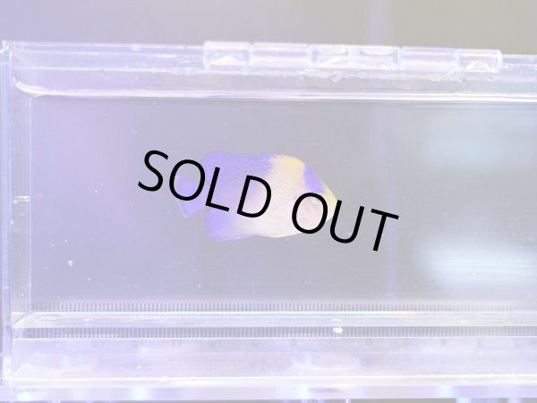 画像1: スミレヤッコ（カミハタブリード）01