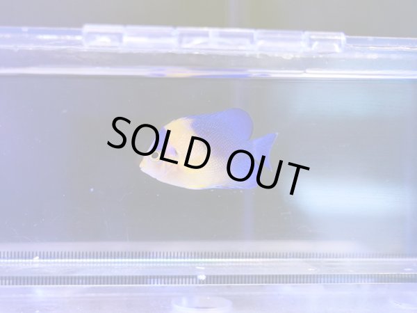 画像1: スミレヤッコ（カミハタブリード）02