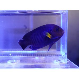 画像: イエローフィンエンゼル