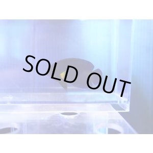 画像: イエローフィンエンゼル