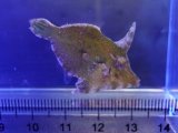 画像: フチドリカワハギ