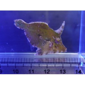 画像: フチドリカワハギ