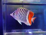 画像: マダガスカルバタフライフィッシュ（スリランカ）