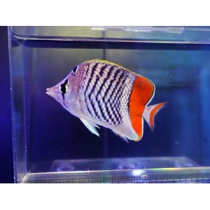 画像: マダガスカルバタフライフィッシュ（スリランカ）