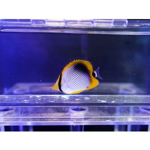 画像: アケボノチョウ