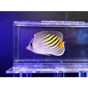 画像: ドットアンドダッシュバタフライ（フィジー）