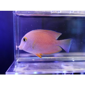 画像: ゴールドリングアイタン