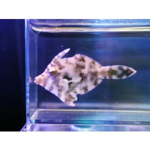 画像: フチドリカワハギ