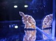 画像3: フチドリカワハギ
