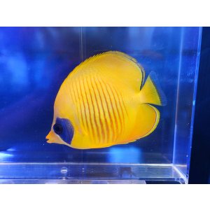 画像: ゴールデンバタフライフィッシュ