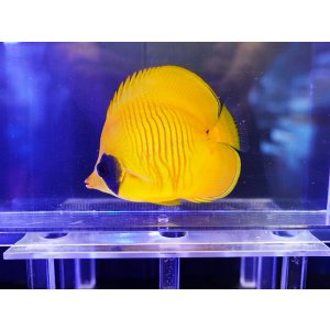 画像: ゴールデンバタフライフィッシュＭ