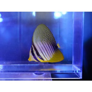 画像: インディアンセルフィンタン