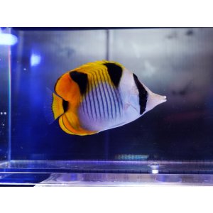 画像: インドスダレチョウ